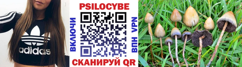 купить  цена  Одинцово  Галлюциногенные грибы Psilocybine cubensis 